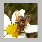 Phasia aurigera - Raupenfliege m06.jpg